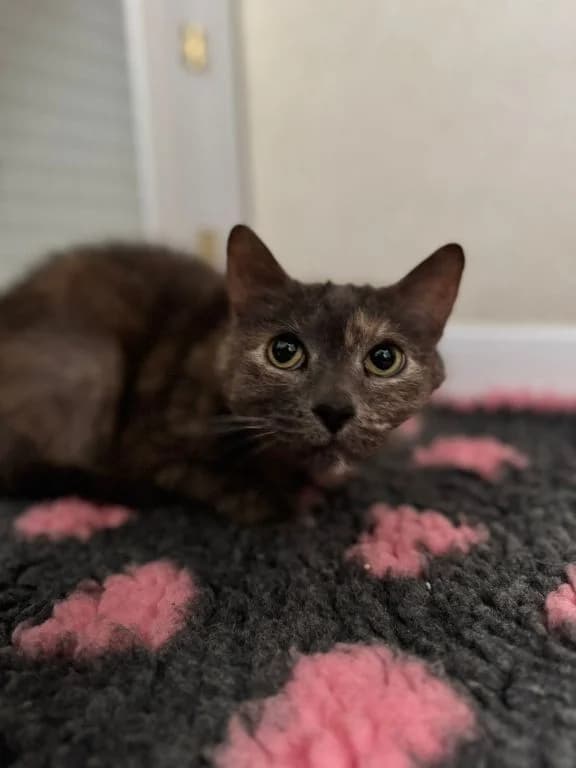 Happy Family!, female 3yo mixed breed for adoption at Oak Tree Animals