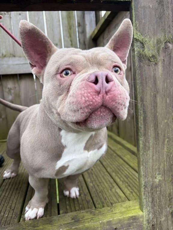 Norman, male 3yo Mixed Breed for adoption at Oak Tree Animals