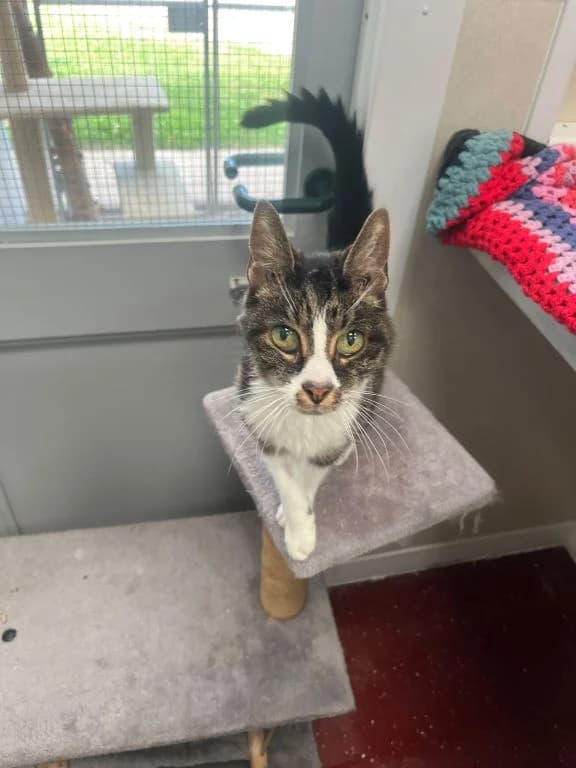 Princess Purdy, female senior mixed breed for adoption at Oak Tree Animals
