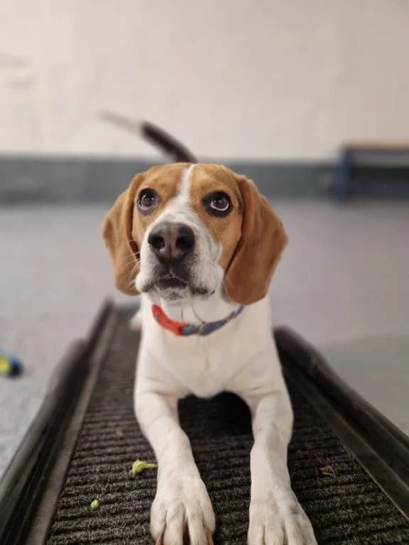 Queen CoCo, female 3yo Beagle for adoption at Oak Tree Animals