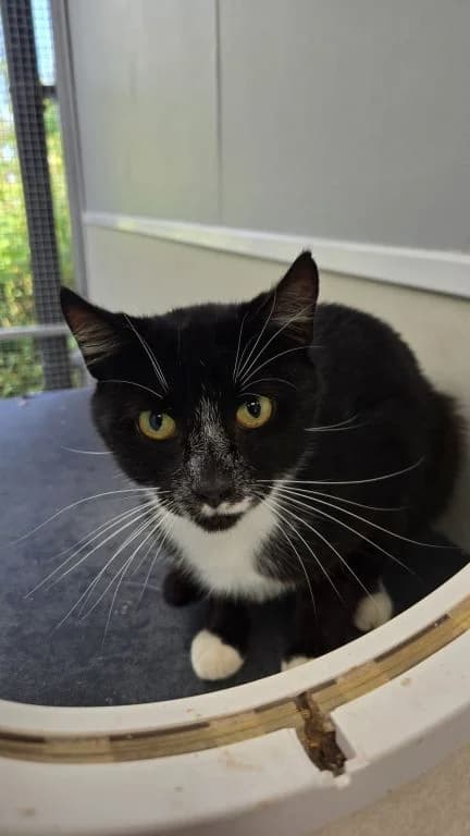 Roger, male 3yo Mixed Breed Cat for adoption at Oak Tree Animals