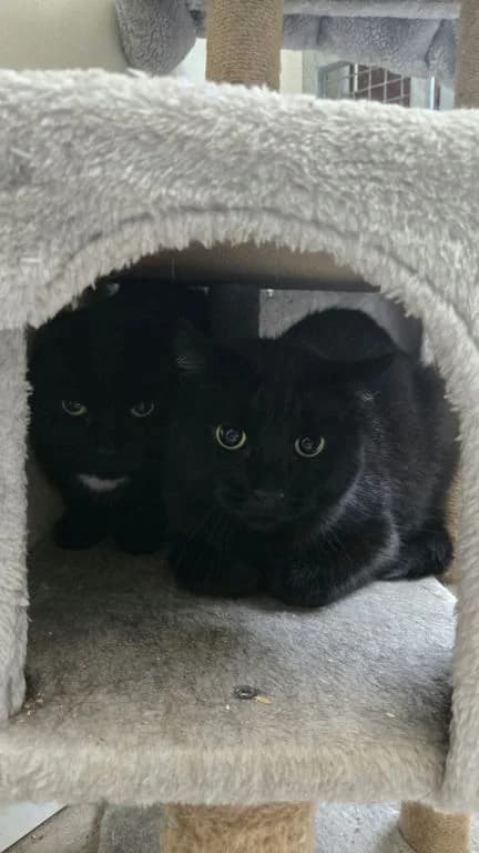 Sam and Dean, male young mixed breed for adoption at Oak Tree Animals