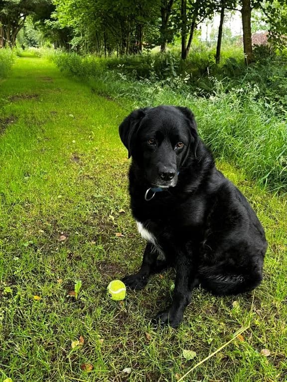 Shade, female senior Mixed Breed for adoption at Oak Tree Animals