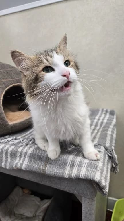 Simon, male young mixed breed for adoption at Oak Tree Animals