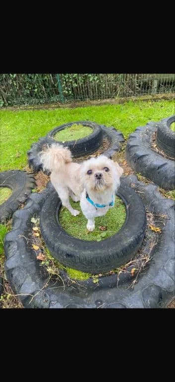 Sir Rocky, male senior Shih Tzu for adoption at Oak Tree Animals