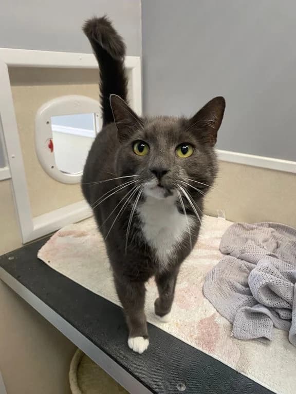 Smokey, male 6yo Mixed Breed Cat for adoption at Oak Tree Animals