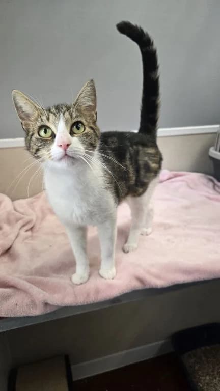 Smudge, female Mixed Breed Cat for adoption at Oak Tree Animals
