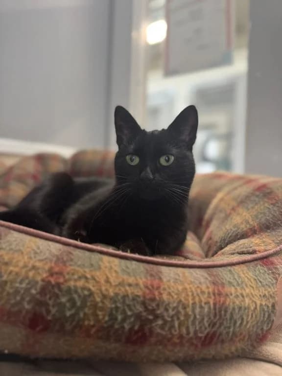 Teen Titans, female 3yo Mixed Breed Cat for adoption at Oak Tree Animals