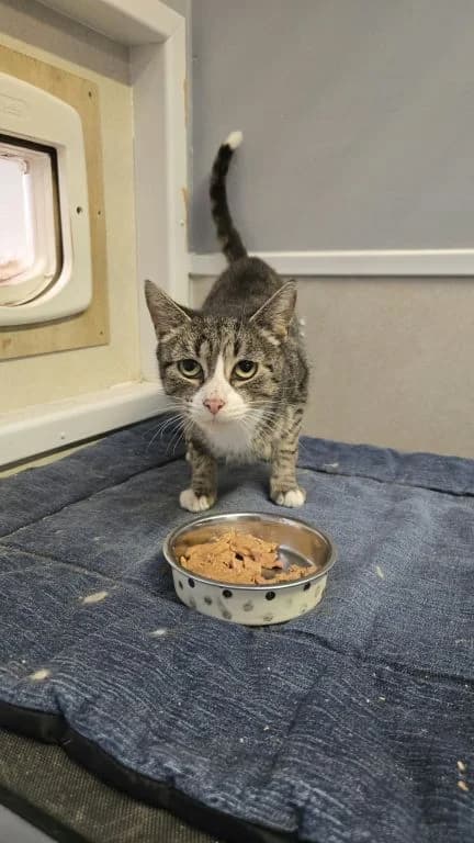 Thelma, female 3yo mixed breed for adoption at Oak Tree Animals