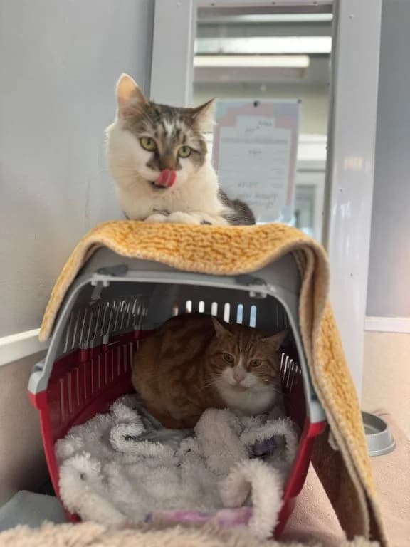 Dashing Duo Tim and Archie, male young Mixed Breed Cat for adoption at Oak Tree Animals