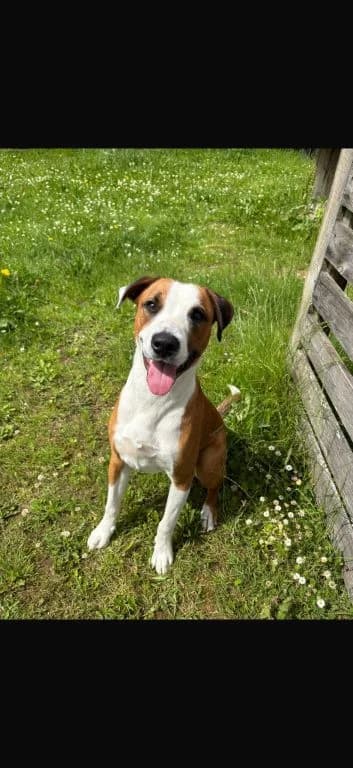 Timmy, male young Lurcher for adoption at Oak Tree Animals