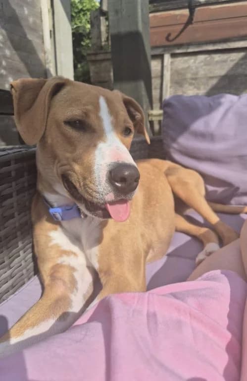 Toffee, female young Mixed Breed for adoption at Oak Tree Animals