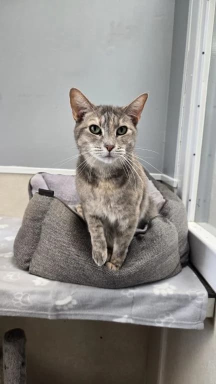 Vera, female 7yo mixed breed for adoption at Oak Tree Animals