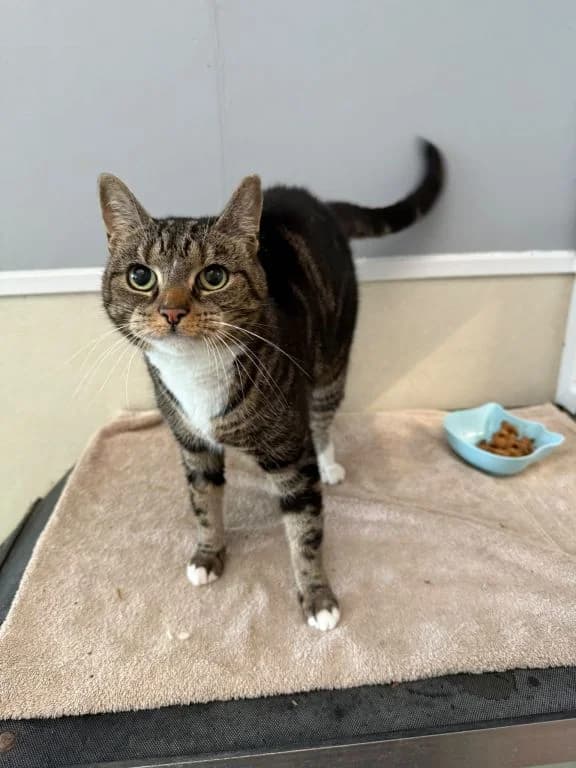 Willow, female senior mixed breed for adoption at Oak Tree Animals