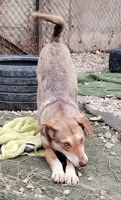 Beyonce, female young Mixed Breed for adoption at Oakwood Dog Rescue, Kingston upon Hull