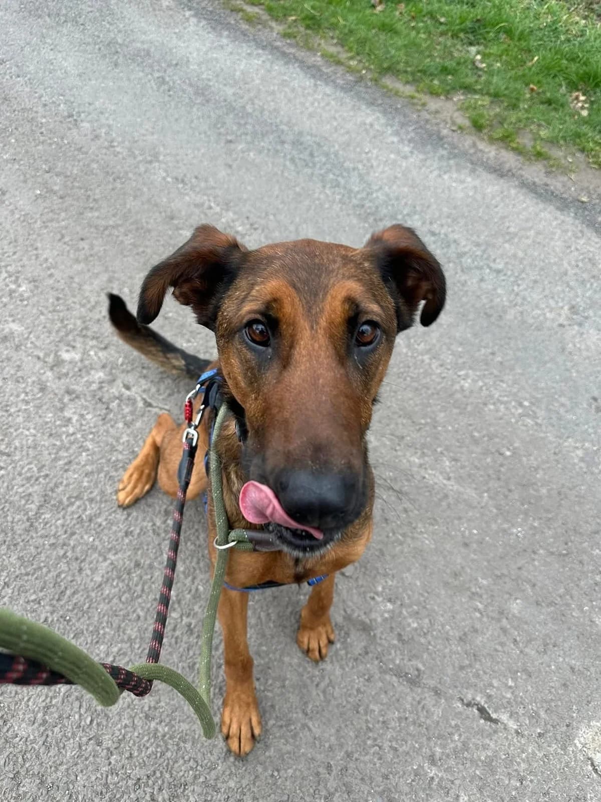 Carrie, female 4yo Mixed Breed for adoption at Oakwood Dog Rescue, Kingston upon Hull