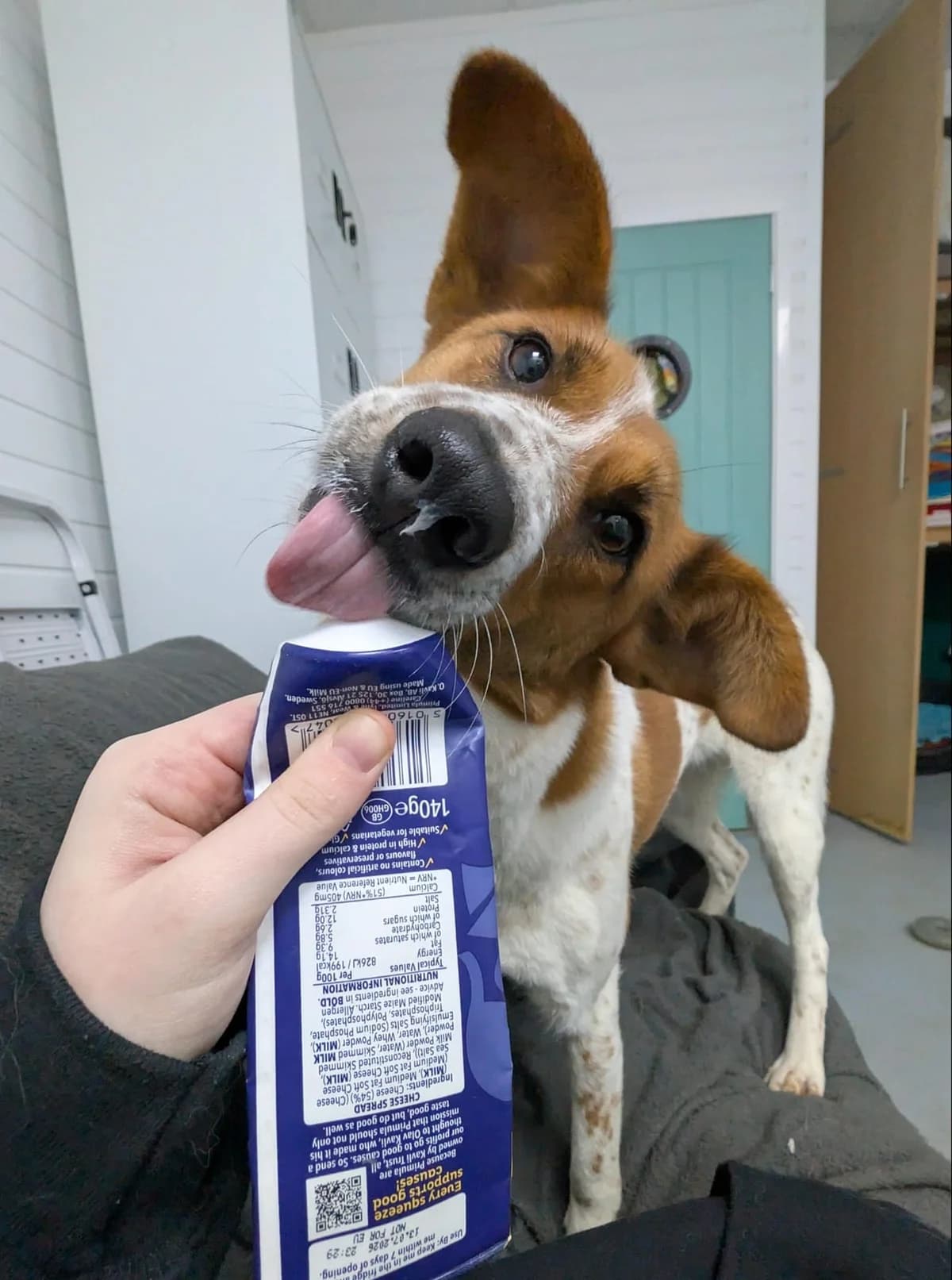 Hazel, female 6yo Mixed Breed for adoption at Oakwood Dog Rescue, Kingston upon Hull