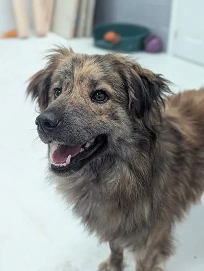 Jenson, male puppy Mixed Breed for adoption at Oakwood Dog Rescue, Kingston upon Hull