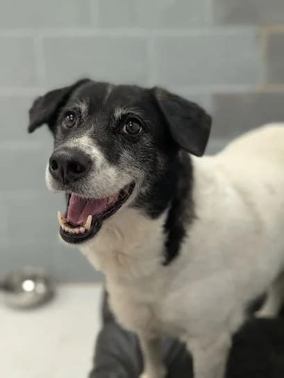 Lily, female 7yo Mixed Breed for adoption at Oakwood Dog Rescue, Kingston upon Hull