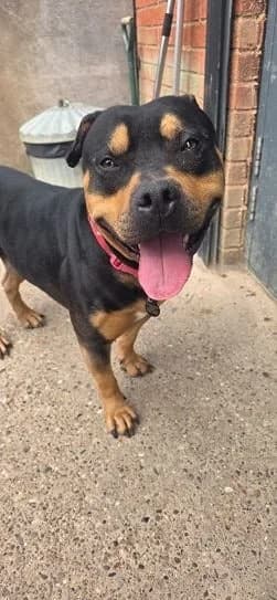Mr Sprinkles, 3yo Staffordshire Bull Terrier for adoption at Oakwood Dog Rescue, Kingston upon Hull