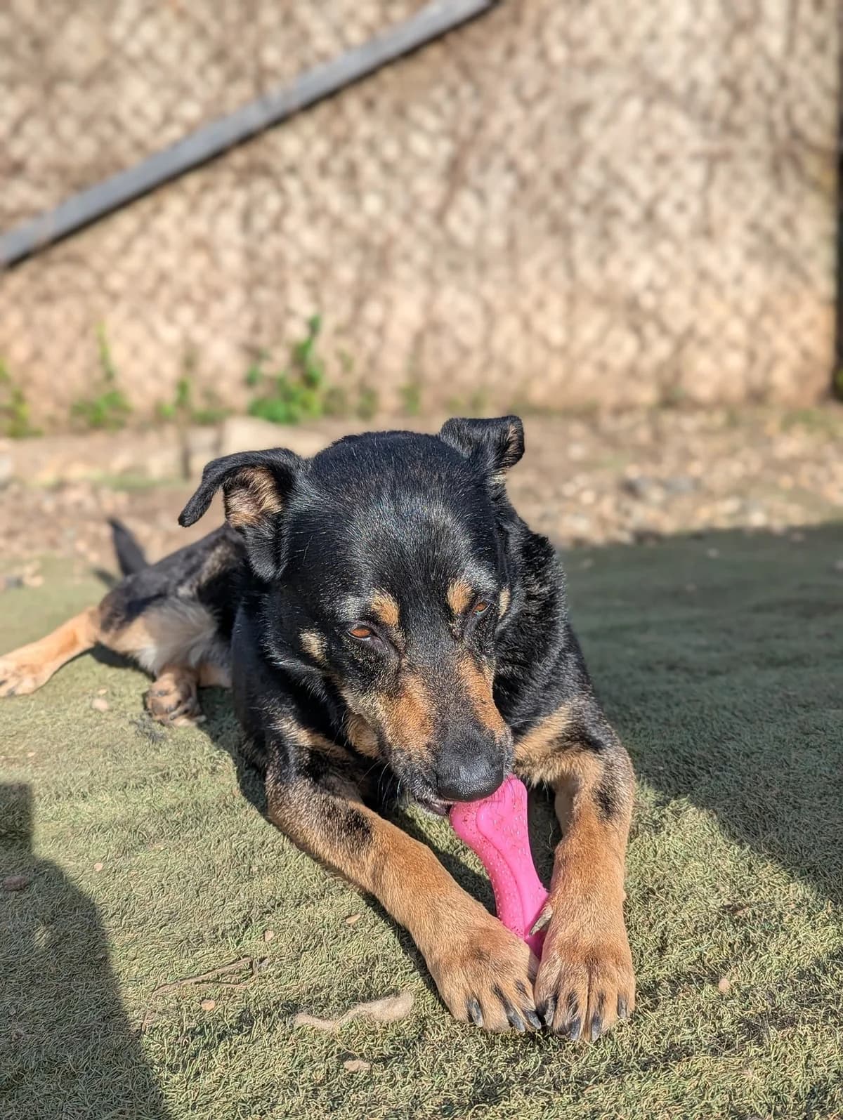 Roxy, female 4yo Mixed Breed for adoption at Oakwood Dog Rescue, Kingston upon Hull