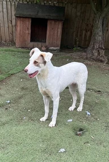 Sparrow, puppy Mixed Breed for adoption at Oakwood Dog Rescue, Kingston upon Hull