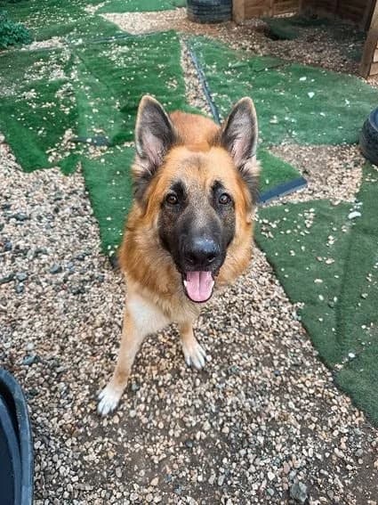 Teddy, 3yo German Shepherd for adoption at Oakwood Dog Rescue, Kingston upon Hull