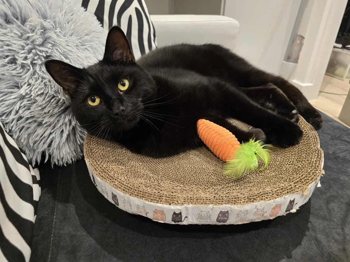 Daffy, female Mixed Breed for adoption at RSPCA North Wiltshire (Oak & Furrows)