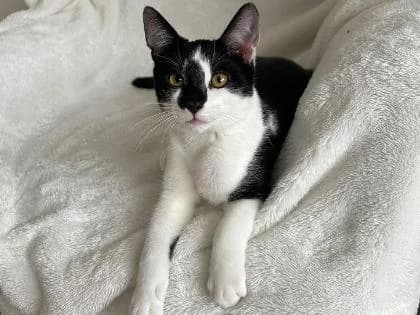 Loki, male puppy Mixed Breed for adoption at RSPCA North Wiltshire (Oak & Furrows)