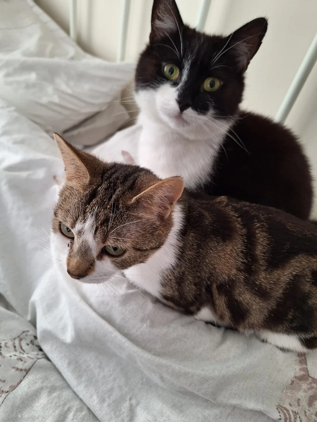 Tulip and Lily, female 3yo Mixed Breed for adoption at RSPCA North Wiltshire (Oak & Furrows)