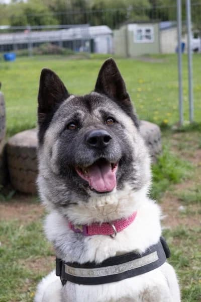 Tigi, female 7yo Mixed Breed for adoption at The Oldies Club