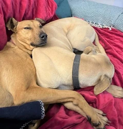 Scoobie Yogie, Rescue Remedies, Surrey), male senior Mixed Breed for adoption at The Oldies Club