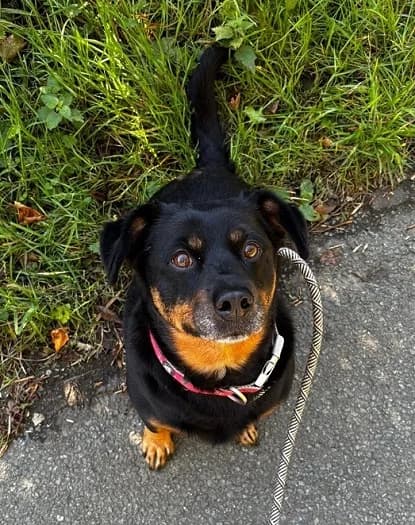 Bea, female senior Mixed Breed for adoption at The Oldies Club