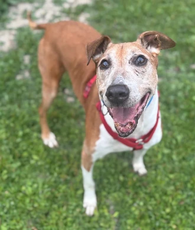 Lenny, male senior Mixed Breed for adoption at The Oldies Club