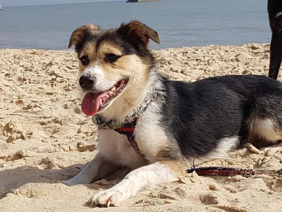 Tara, female Mixed Breed for adoption at The Oldies Club