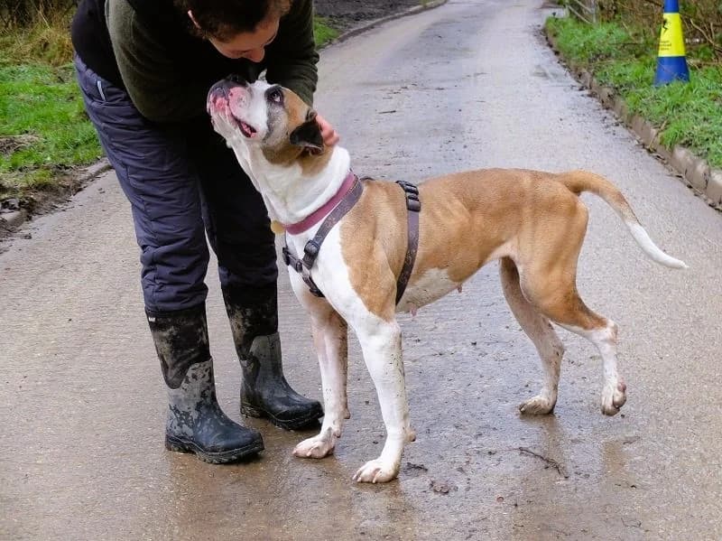 Mavis, female senior Mixed Breed for adoption at The Oldies Club