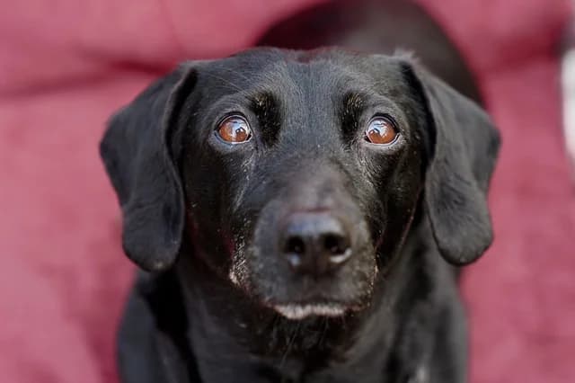 Cutie Lucy Dachshund, female senior Mixed Breed for adoption at The Oldies Club