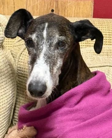 Guati, male senior Mixed Breed for adoption at The Oldies Club