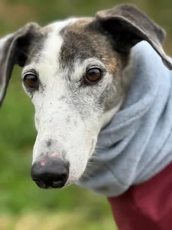 Impera, female senior Mixed Breed for adoption at The Oldies Club