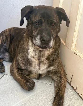 Boris, male senior Mixed Breed for adoption at The Oldies Club
