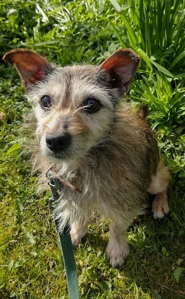 Bright and Beautiful Beau the Terrier, male senior Mixed Breed for adoption at The Oldies Club