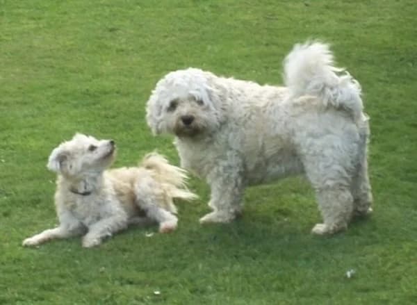 Best Friends Sparky and Rusty, male young Mixed Breed for adoption at The Oldies Club