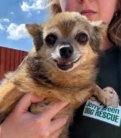 Wren, female senior Mixed Breed for adoption at The Oldies Club
