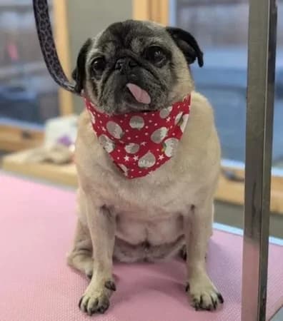 Maple, female senior Mixed Breed for adoption at The Oldies Club