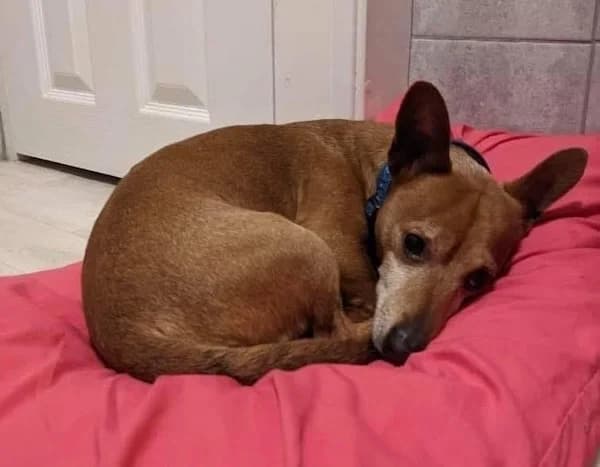 Chico, male 4yo Mixed Breed for adoption at The Oldies Club