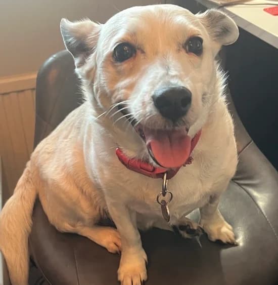 Joyful, playful Jilly, female puppy Mixed Breed for adoption at The Oldies Club