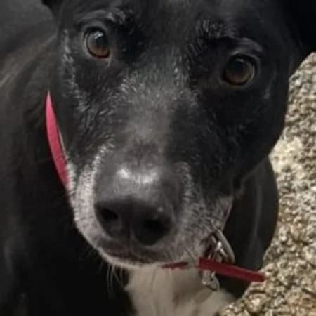 Max, male senior Mixed Breed for adoption at The Oldies Club