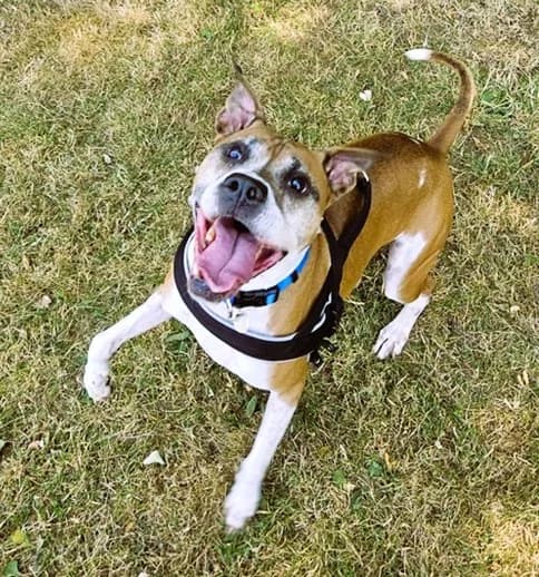 Bentley, male senior Mixed Breed for adoption at The Oldies Club