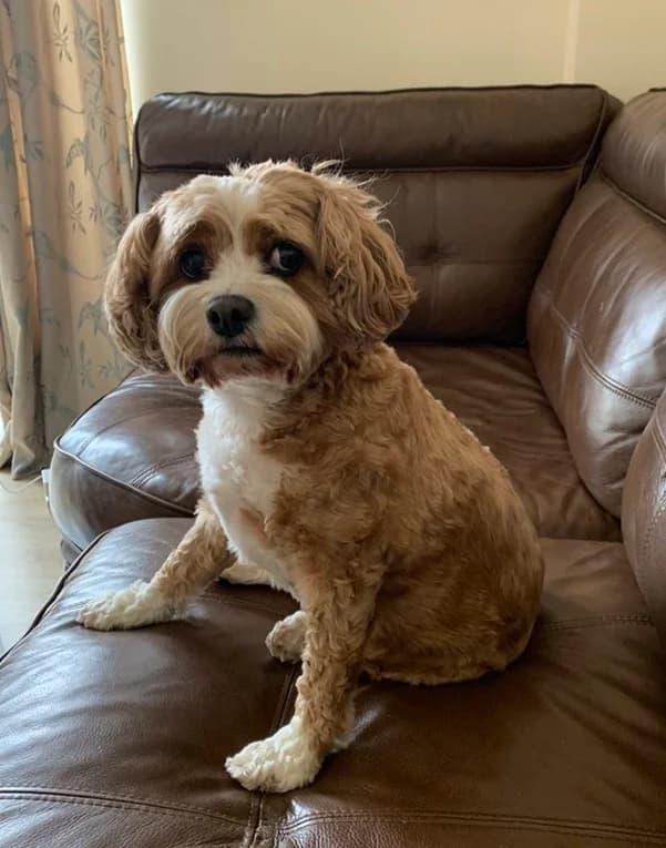 Winsome Winnie the Cavapoo, female senior Mixed Breed for adoption at The Oldies Club