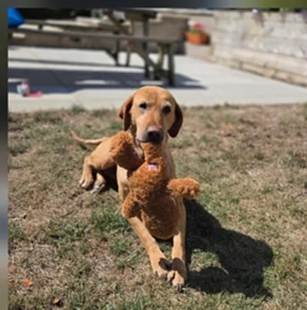 Meg, female 7yo Mixed Breed for adoption at The Oldies Club